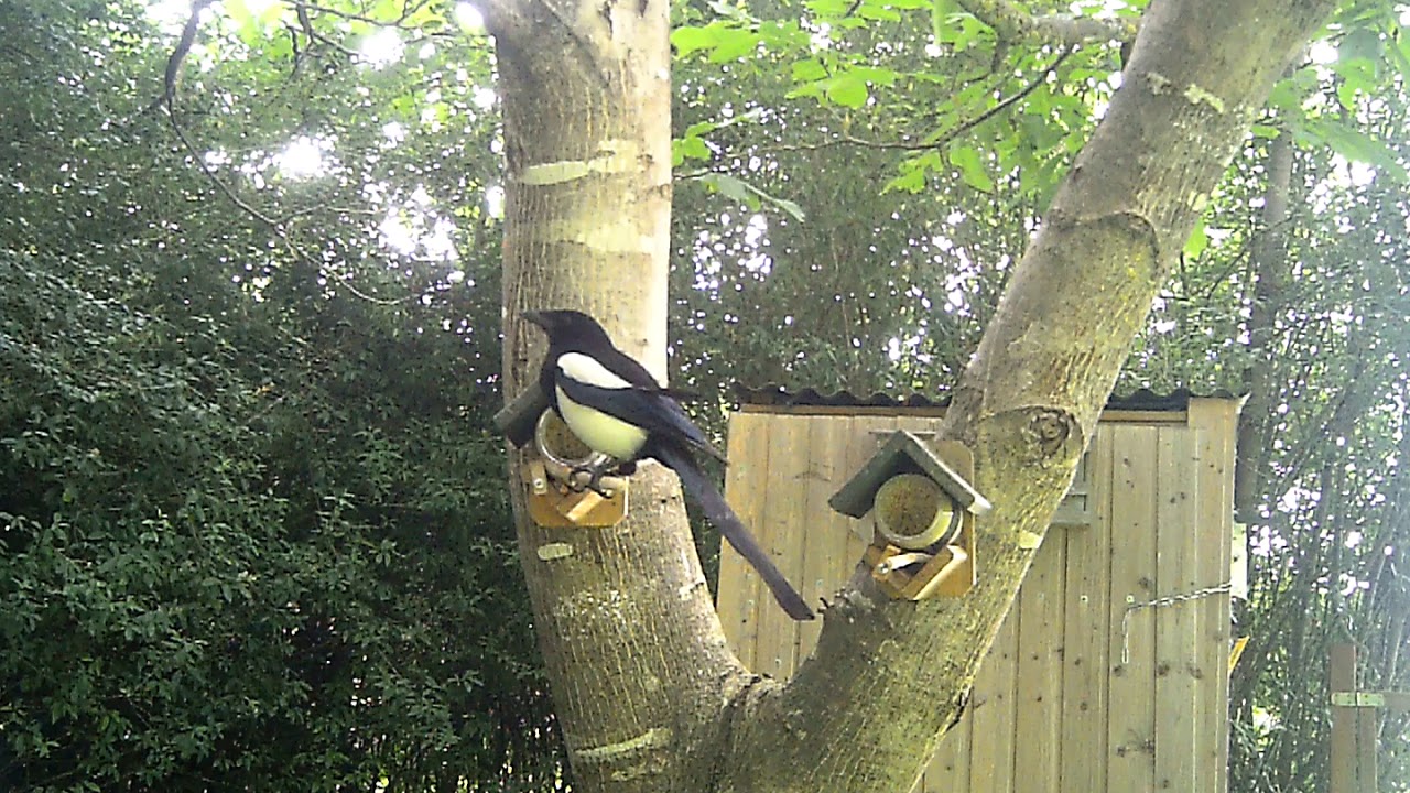 Elstern beim naschen