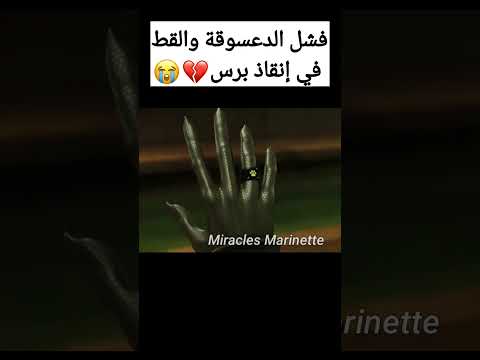 القط يتخلى عن الميراكلس تصاميم الدعسوقة والقط الاسود