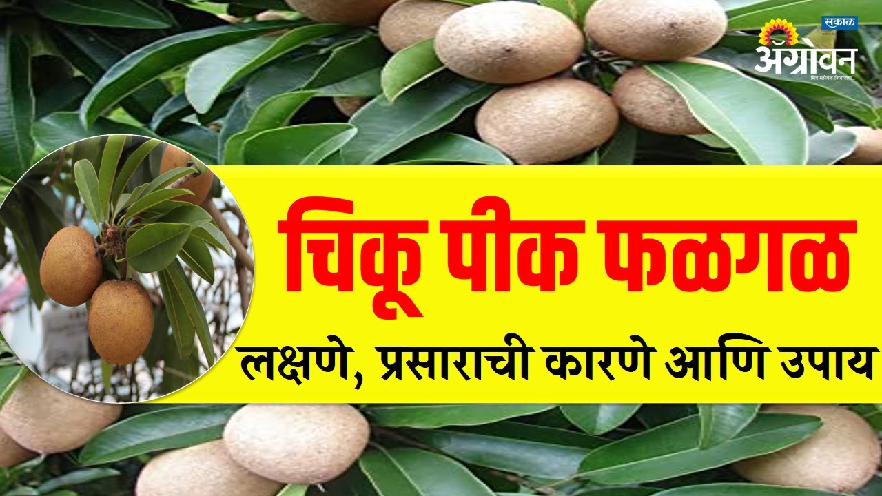 चिकू पीक फळगळ - लक्षणे प्रसाराची कारणे उपाय || Agrowon