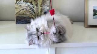 Red String - Boozle The Cat