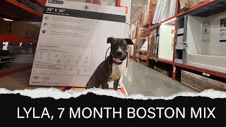 LYLA | 7 MONTH BOSTON MIX | OFF LEASH OBEDIENCE | E- COLLAR TRAINING by Off Leash K9 Training Columbus 45 views 2 months ago 5 minutes, 52 seconds