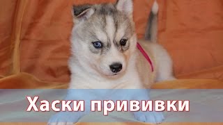 Хаски: прививки – залог здоровья питомцев Хаски: прививки – залог здоровья питомцев