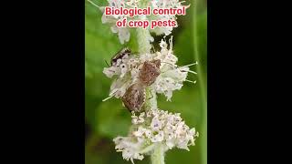 Predatory Stink Bug Mating | stink bug की mating। Amazing Observation 🐛❤️