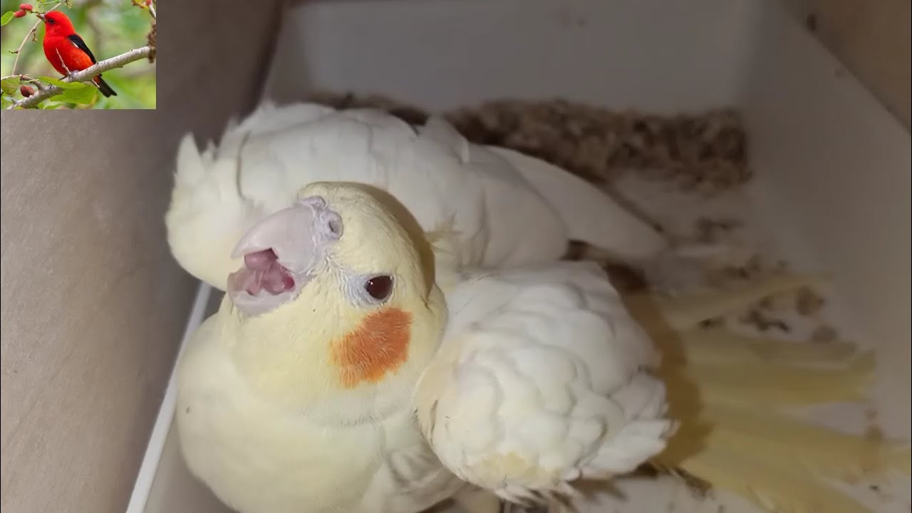 فتح عشوش كوكتيل😲