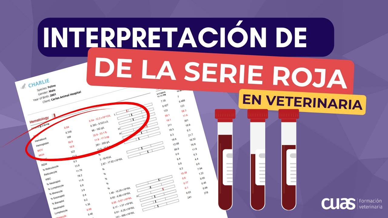 interpretaci-n-del-hemograma-de-una-anal-tica-de-sangre-en-veterinaria