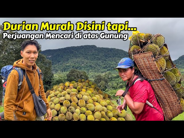 PERJUANGAN SUKU DAYAK MENDAPATKAN DURIAN DIATAS BUKIT DIGUYUR HUJAN class=