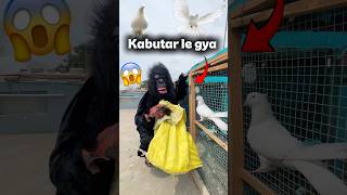 Gorilla ne Kabutar chori kare 😱 #petlover #minivlog #birds #kabutar #gorilla #funny #shortsfeed