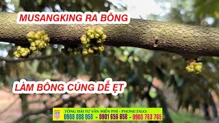 MUSANGKING có dễ trồng không? SẦU RIÊNG MUSANGKING RẤT DỄ LÀM BÔNG ✅