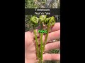 How To Identify Fiddleheads