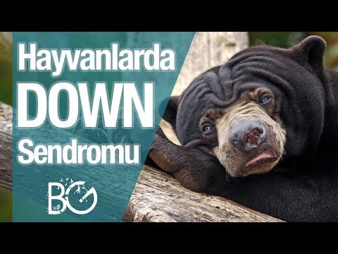 Video: Köpeklerde Down Sendromu Olabilir Mi? - Köpeklerde Down Sendromu - Down Sendromlu Köpekler