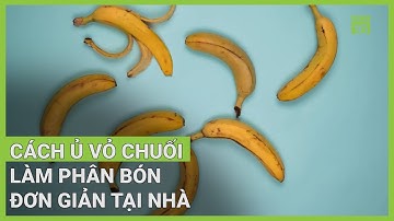 Cách ủ vỏ chuối làm phân bón đơn giản tại nhà | VTC16