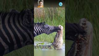 The Great Escape Zebra Vs. Crocodile Natures Wild Drama