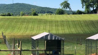 Prepping Kennel for pregnant American Bulldog…. How I keep it dry and pest free by Pride of the Southland Kennels and Farm  211 views 3 days ago 10 minutes, 14 seconds