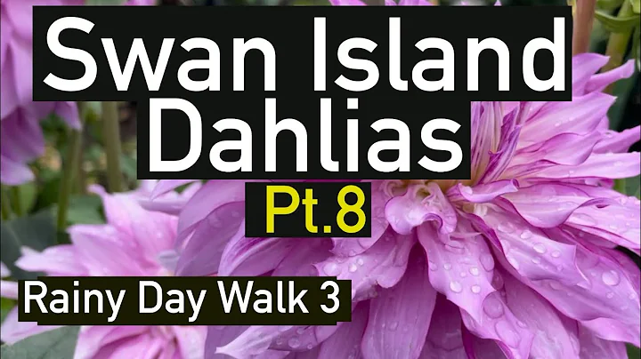 Part 8. Dahlia Varieties by name, rainy day cont. at Swan Island Dahlias 2023 #dahlias #flowers