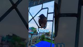 Surah Yunus Quran Translation in Urdu 🌹💖 #quranrecitation #islamicshorts #islamicstatus #quran