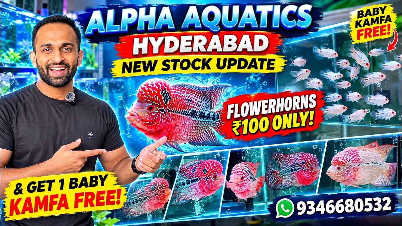 Cheapest, Budget friendly, low price imported kamfa srd thaisilk and more at Alpha Aquatic Hyderabad