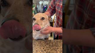 Today ends in the letter Y! So that means it’s time for a Yummy treat! #dogshorts #happy #heeler