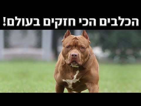 וִידֵאוֹ: איזה גזע כלבים הכי מרושע?