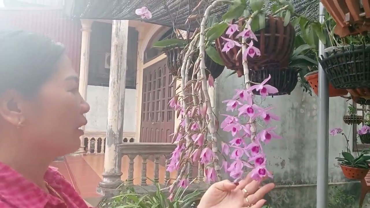 Thăm  Vườn Lan Nhiều Giống Quý  Của Cô Xinh  Đẹp