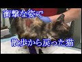 【涙がとまらない】「どうしてこんな事に!一体誰が・・」行方不明だった猫の帰宅。その衝撃的な姿に涙・・・。【許せない話】