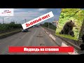 Кошмар дальнобойщика: Дырявый мост в Самаре/ Медведь на стоянке/ Дороги Ростова