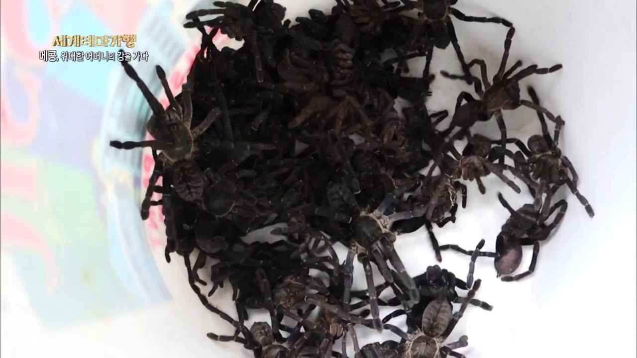 캄보디아 타란툴라 거미 튀김 요리!, image size:1280x720