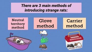 The 3 Main Ways to Introduce Pet Rats (plus Pros and Cons of each method)