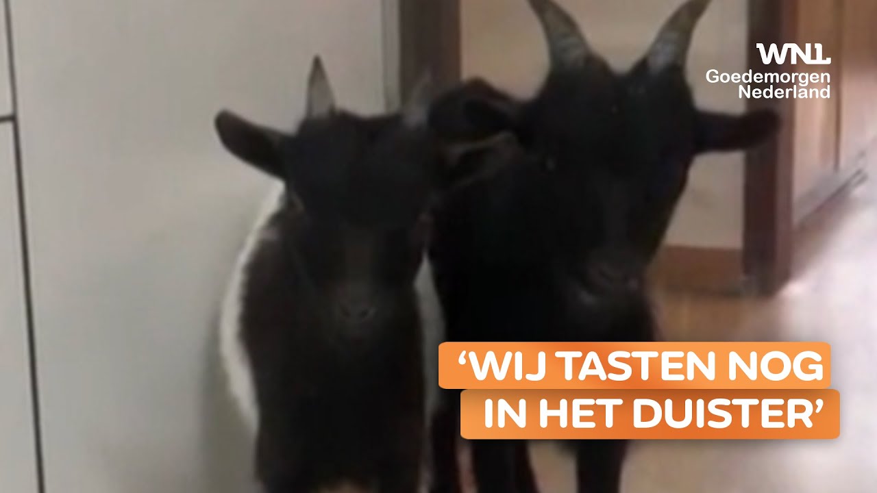 Wie Is De Eigenaar Van Woezel En Pip Wie Is De Eigenaar Van Woezel En Pip
