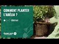 Tuto comment planter lablia   jardinerie gamm vert