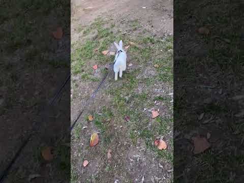 Fıtı fıtı geziyoruz😎#rabbit