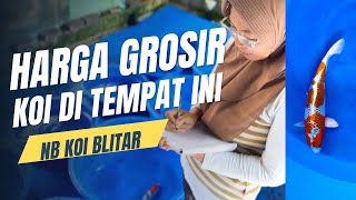 Koi Harga Grosir‼️Di tempatnya NB KOI BLITAR‼️Buruan Bos bosku