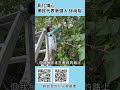 彰化埔心徐尚裕協助處理大路坑 #shorts