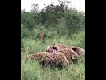 Amazing battle between 1 lion and hyena clan interrupted by elephant