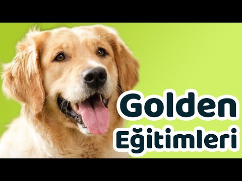 Video: Golden Retriever Arka Bahçede 85.000 Dolarlık Eroin Kazandı