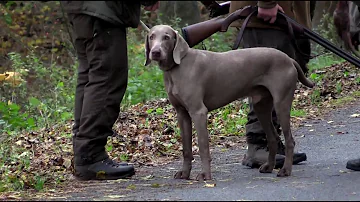 Jak se zbavit divoké populace?