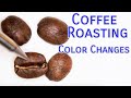 Coffee Roasting Basics - Color Changes