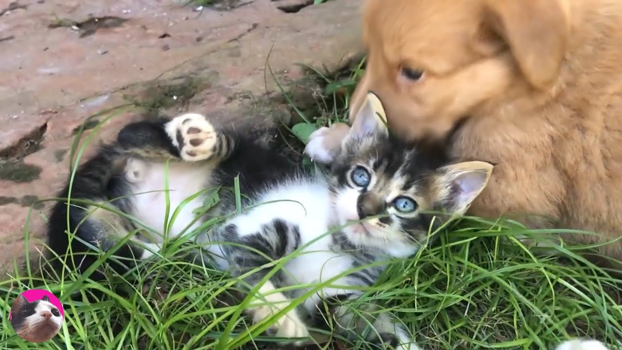 Как растет котенок: от покрытого блохами малыша до любимого кота за 5 лет!