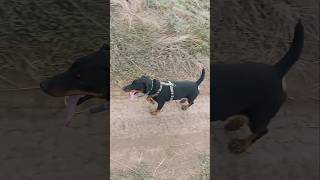 Рубикпросто Ягдтерьер Немецкий Охотничий Терьер German Hunting Terrier Jagdterrier