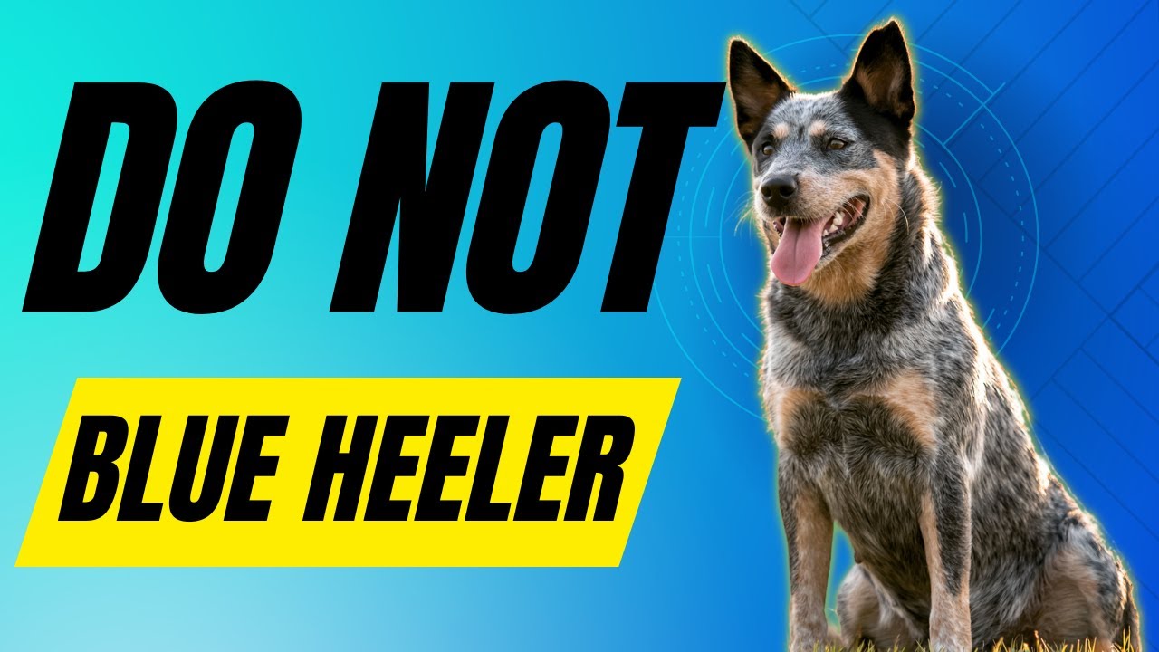 7 Reasons You Should Not Get A Blue Heeler (Australian Cattle Dog)