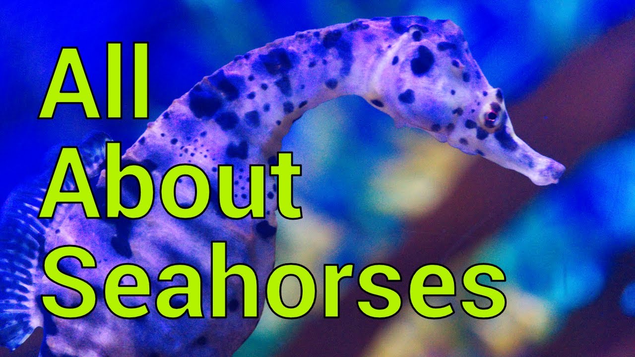 All About Seahorses - Tank Setup, Feeding, Care And More!