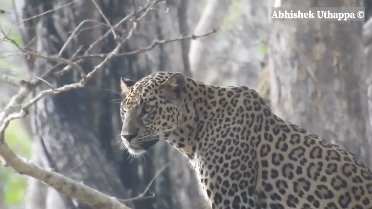 How to rest on a tree . Tutorial by a Male leopard from the enchanted forest of Nagarahole.