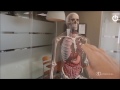 Invention a Day - Episode #43: 3D4Medical Labs Virtual Anatomy