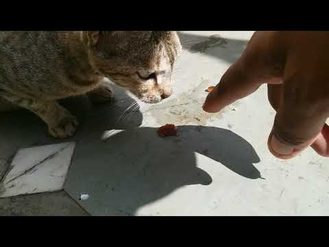 बिल्ली को गुलाब जामुन पसंद आया | Cat Likes Sweet | Pet Voice