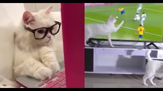 Funniest Animals 🤣 - Best Of The 2020 Funny Animal Videos Compilation 😁 - Cutest Animals Ever #20