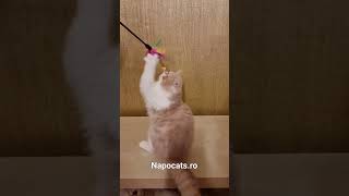 Napocats.ro | Exotic Shorthair girl: Yuki by Napocats, Exotic Shorthair & Persian Cats 65 views 1 year ago 1 minute, 16 seconds