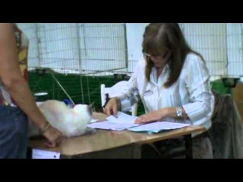 Экспертиза. Всемирная выставка кошек. Польша 2010