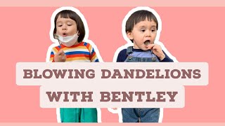 Blowing Dandelions with Bentley | WillBengers #williamhammington #bentleyhammington #벤틀리 #윌리암