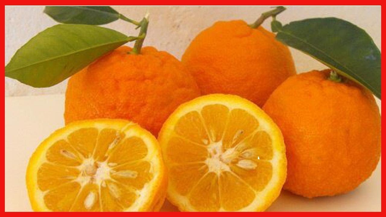 Les 6 meilleurs fruits pour lutter contre la constipation YouTube