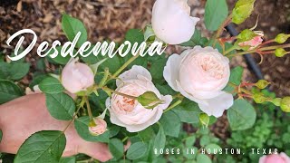 Desdemona in Houston, TX