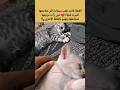 عندما تحزن القطة من تجاهل صاحبتها